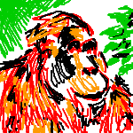 Orangutan